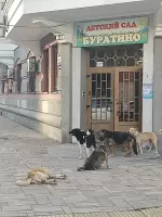 Анастасия Лапшинская, изображение к комментарию.